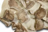Fossil Plesiosaur (Thililua?) Vertebrae in Rock - Asfla, Morocco #328639-2